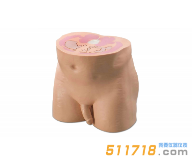 美國CIRS 801-P男性腹部/骨盤體模