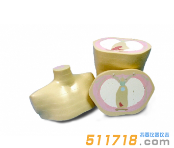美國CIRS 600 3D截面軀干模型模體