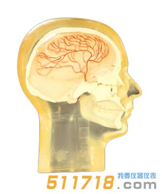 美國RSD 血管造影頭部模型